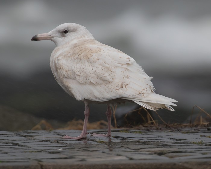 Glaucous Gull