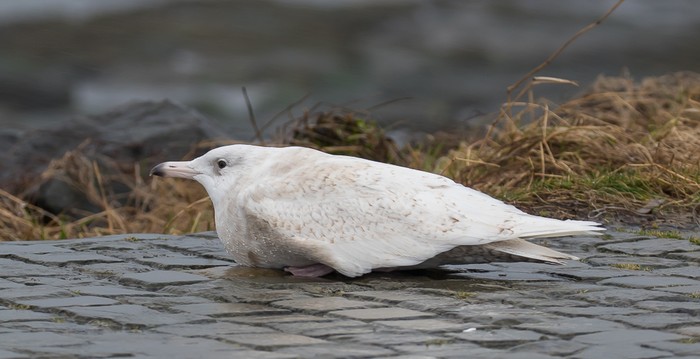 Glaucous Gull