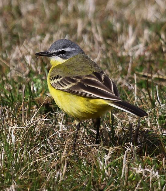 Blue-headed Wagtail