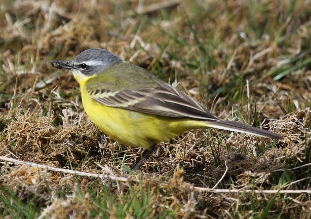 Black-headed Wagtail