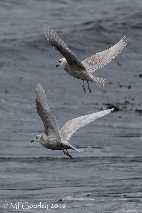 Iceland Gull