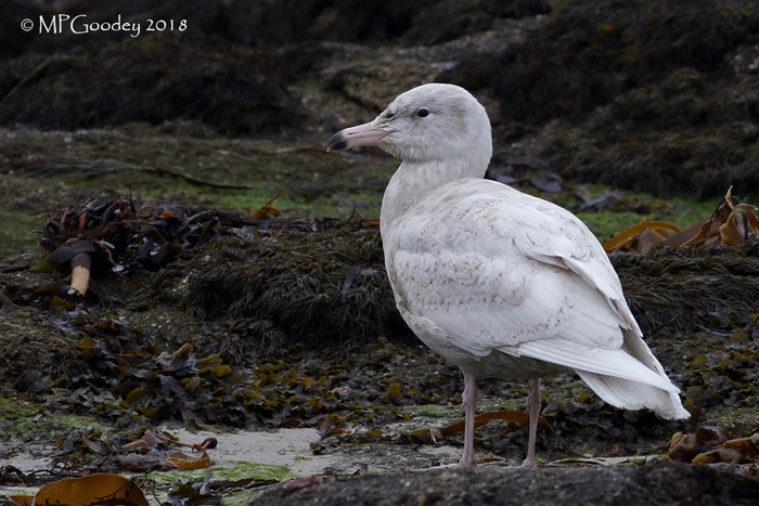 Glaucous Gull