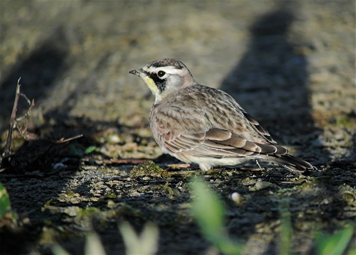 Horned Lark