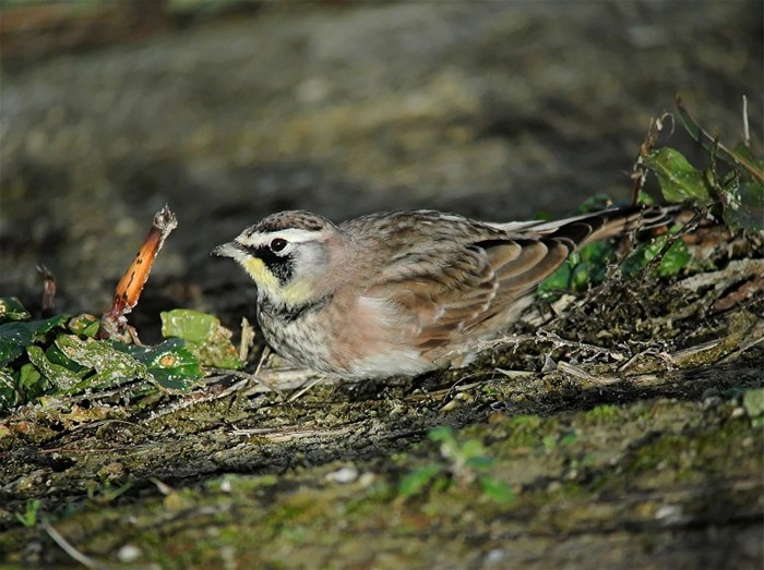 Horned Lark