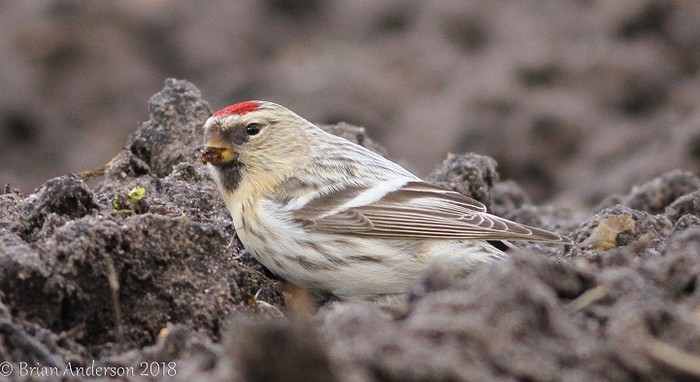 Coues's Arctic Redpoll