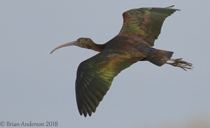 Glossy Ibis