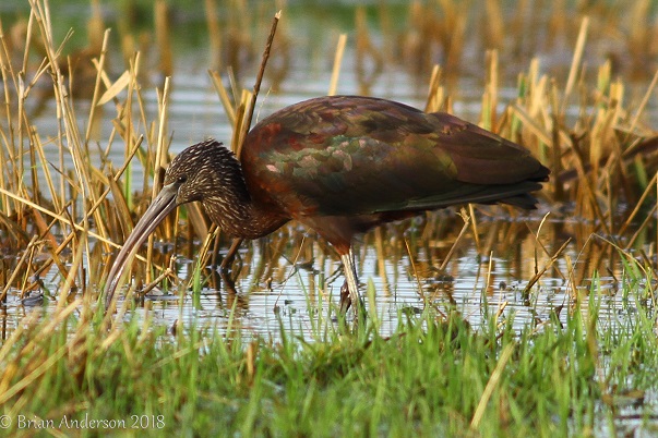 Glossy Ibis