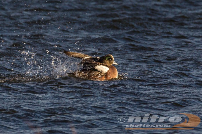 American Wigeon