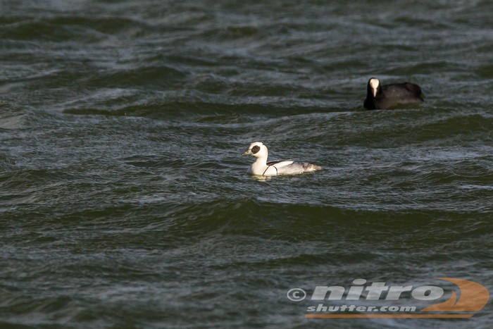 Smew