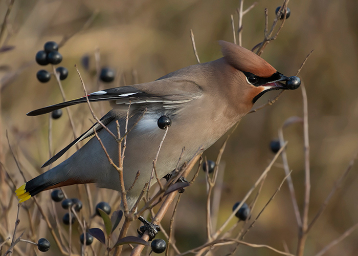 Waxwing