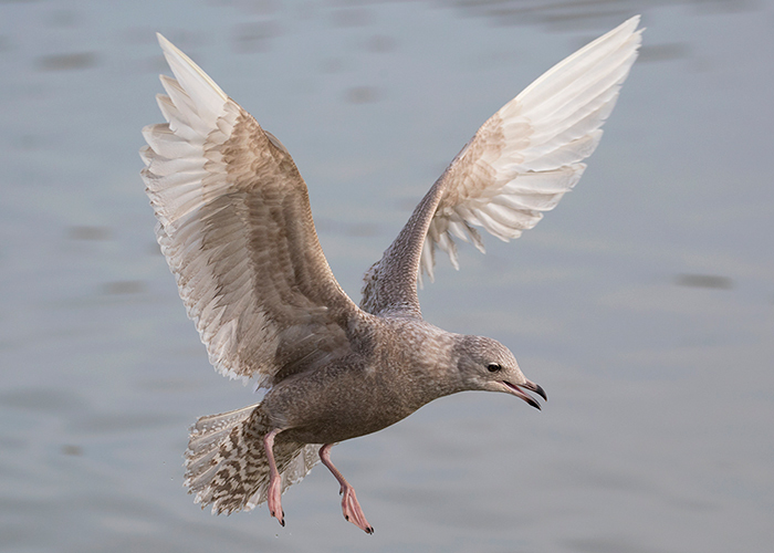Iceland Gull