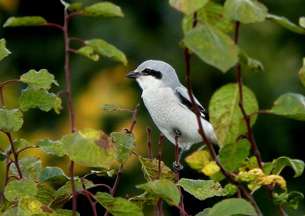 Great Grey Shrike