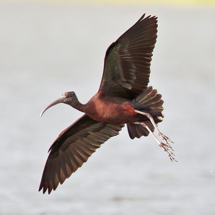 Glossy Ibis