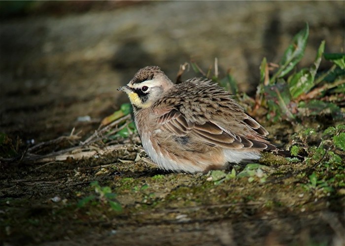 Horned Lark