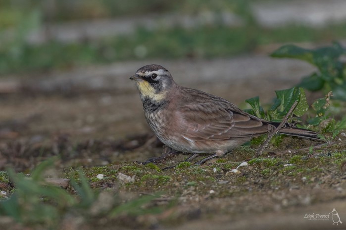 Horned Lark