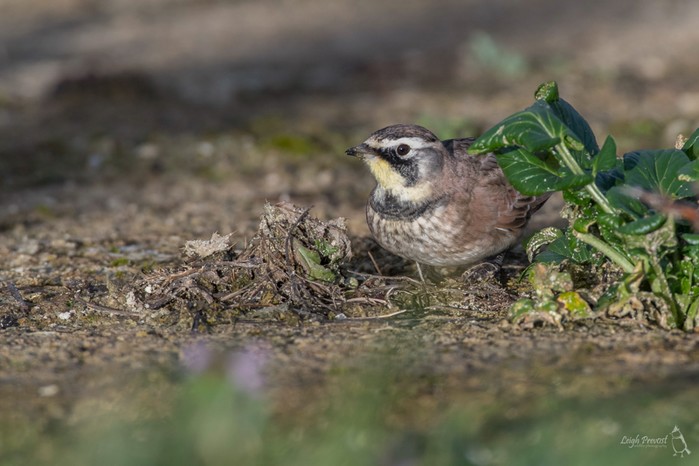 Horned Lark