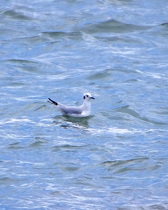 Bonaparte's Gull