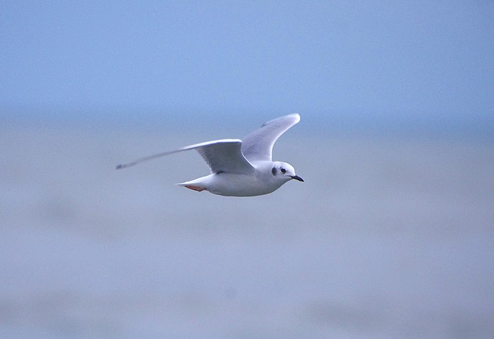 Bonaparte's Gull