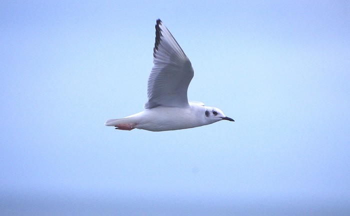Bonaparte's Gull