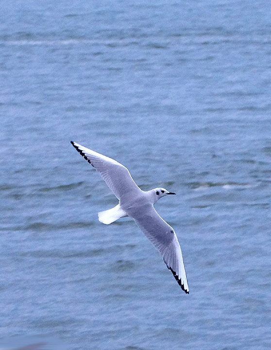 Bonaparte's Gull