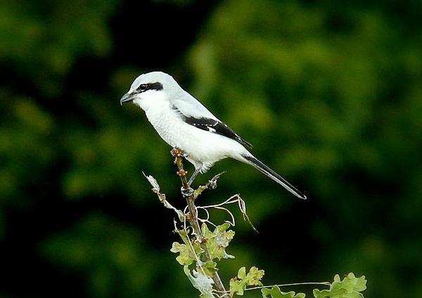 Great Grey Shrike