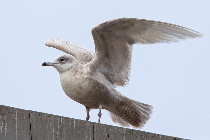 Iceland Gull