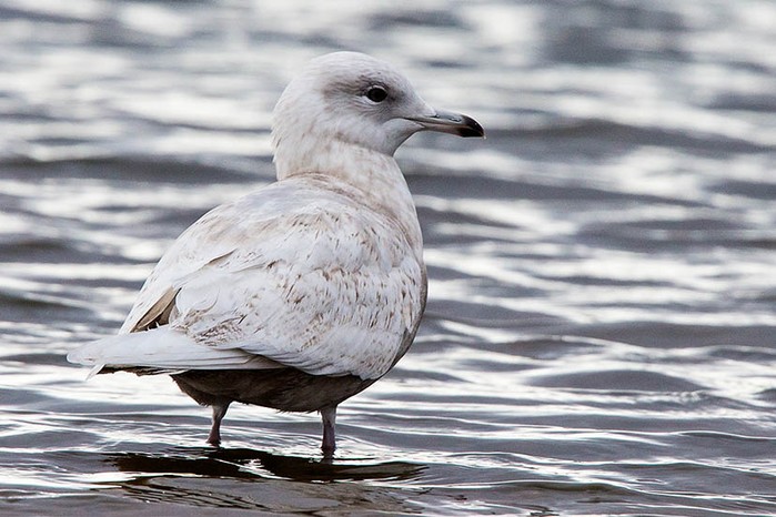 Iceland Gull