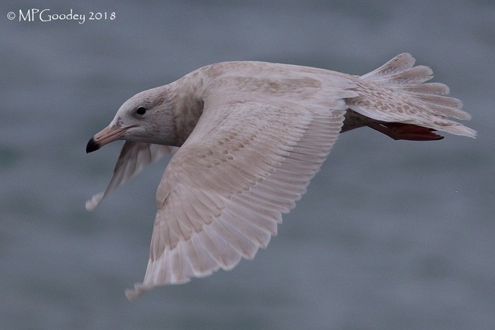 Glaucous Gull