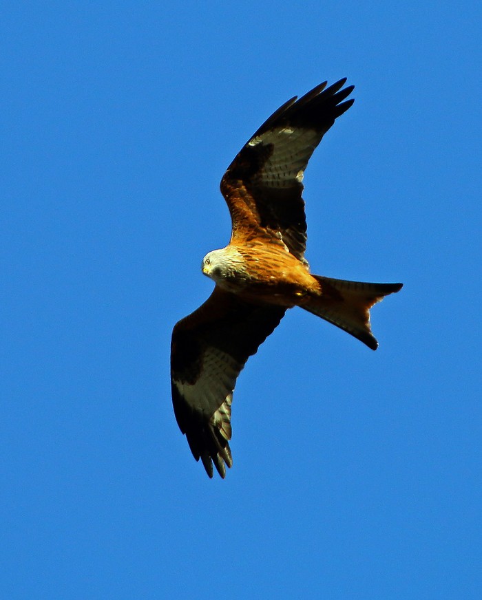 Red Kite