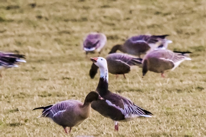Lesser Snow Goose