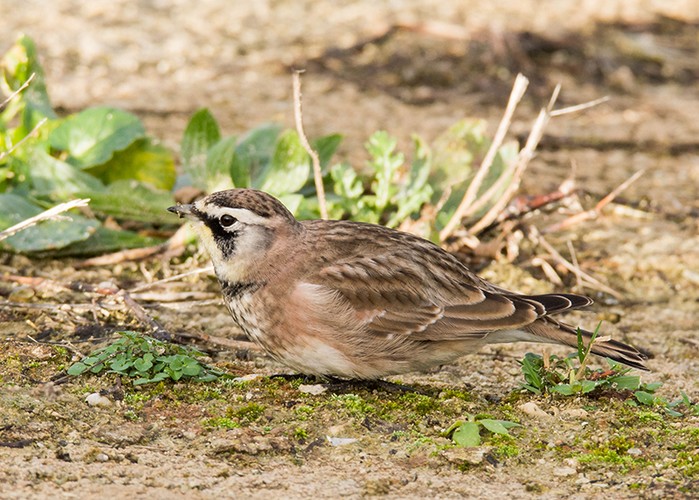 Horned Lark