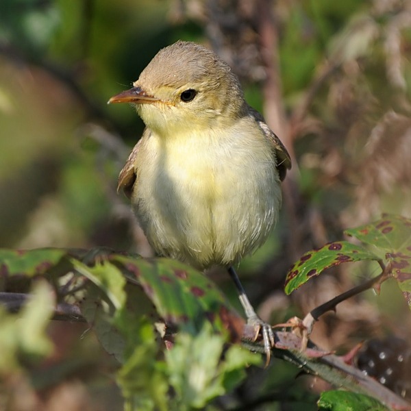 Melodious Warbler