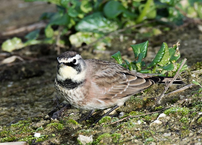 Horned Lark