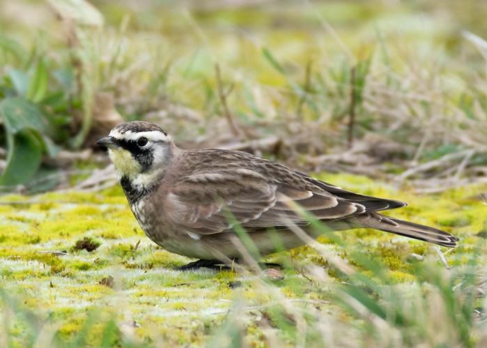 Horned Lark