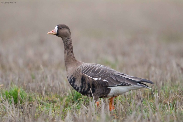 Russian White-fronted Goose