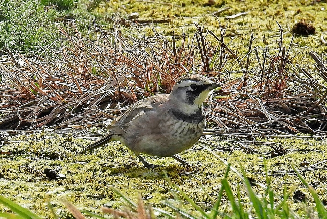 Horned Lark