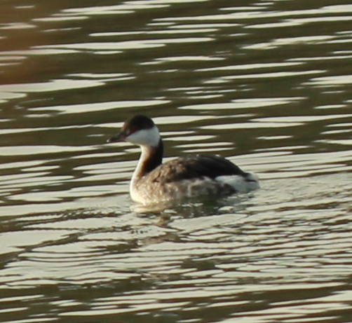 Slavonian Grebe