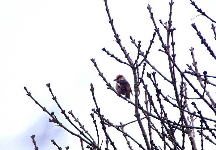 Hawfinch