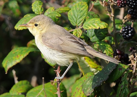 Melodious Warbler