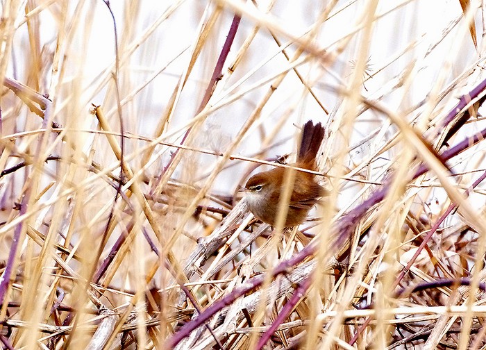 Cetti's Warbler