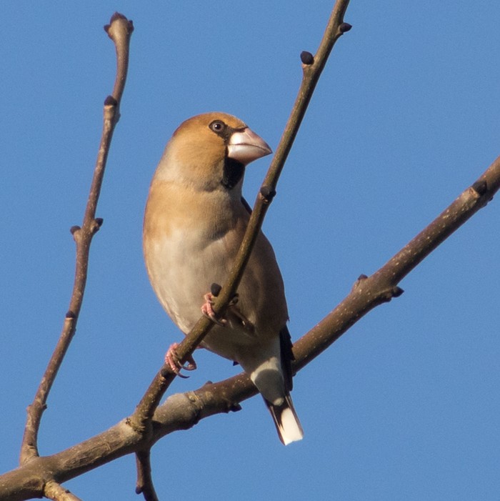 Hawfinch