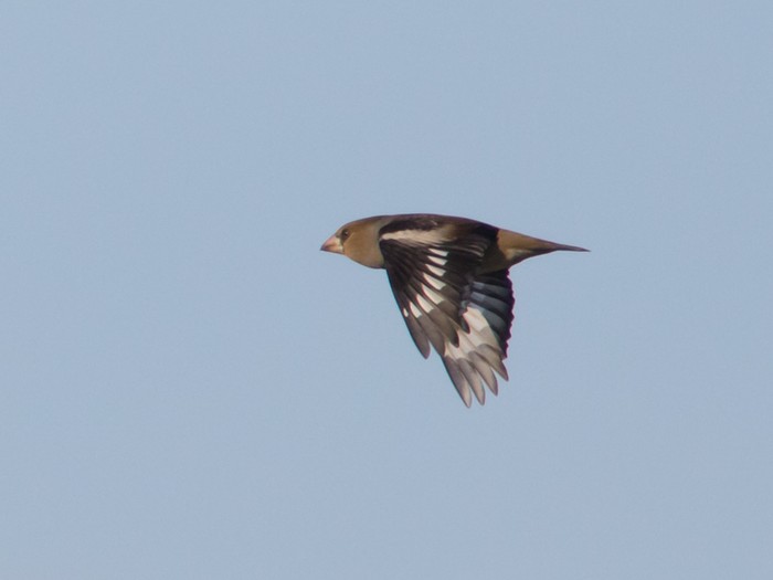 Hawfinch