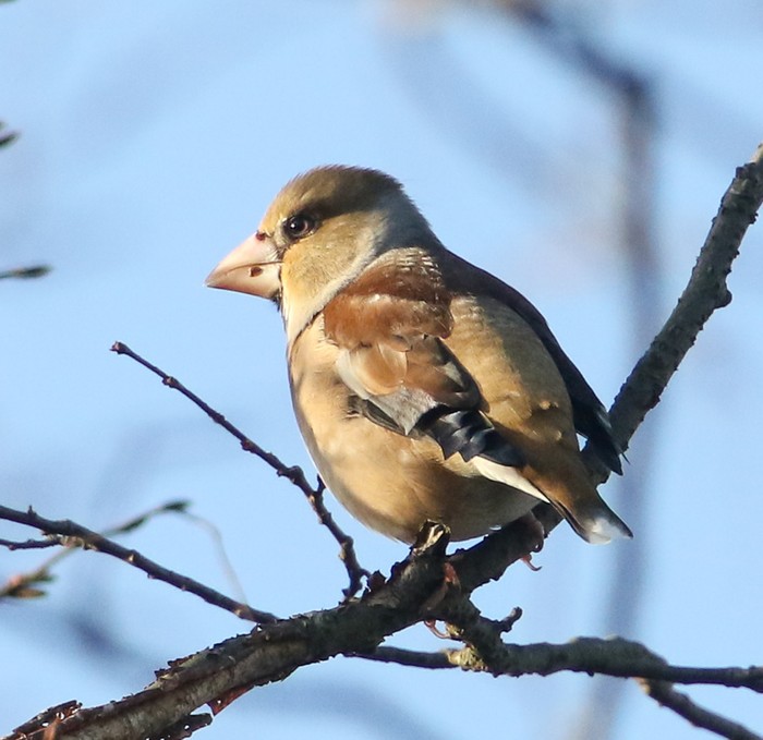 Hawfinch
