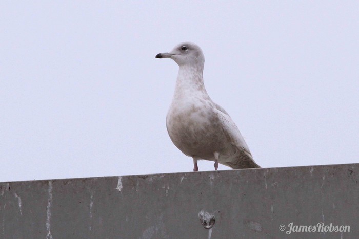 Iceland Gull