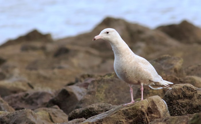 Glaucous Gull