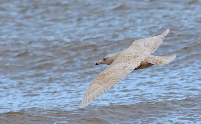 Glaucous Gull