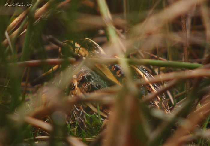 Jack Snipe