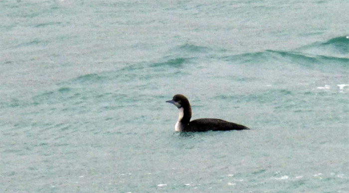 Pacific Diver