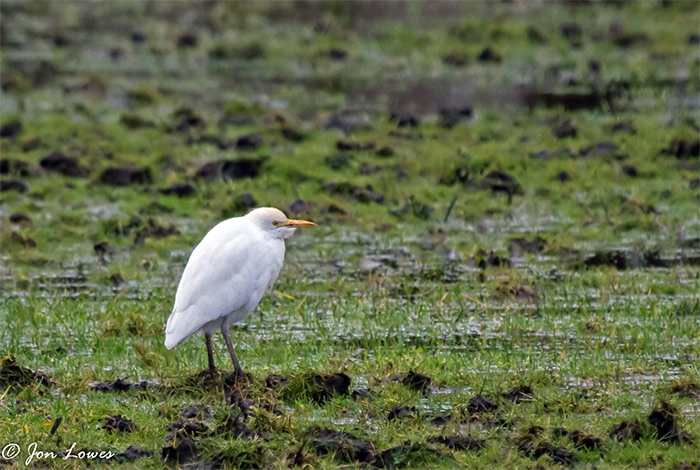 Cattle Egret