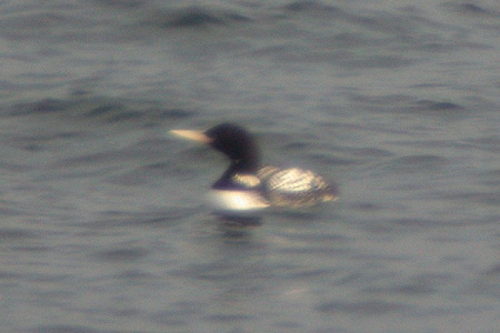 White-billed Diver